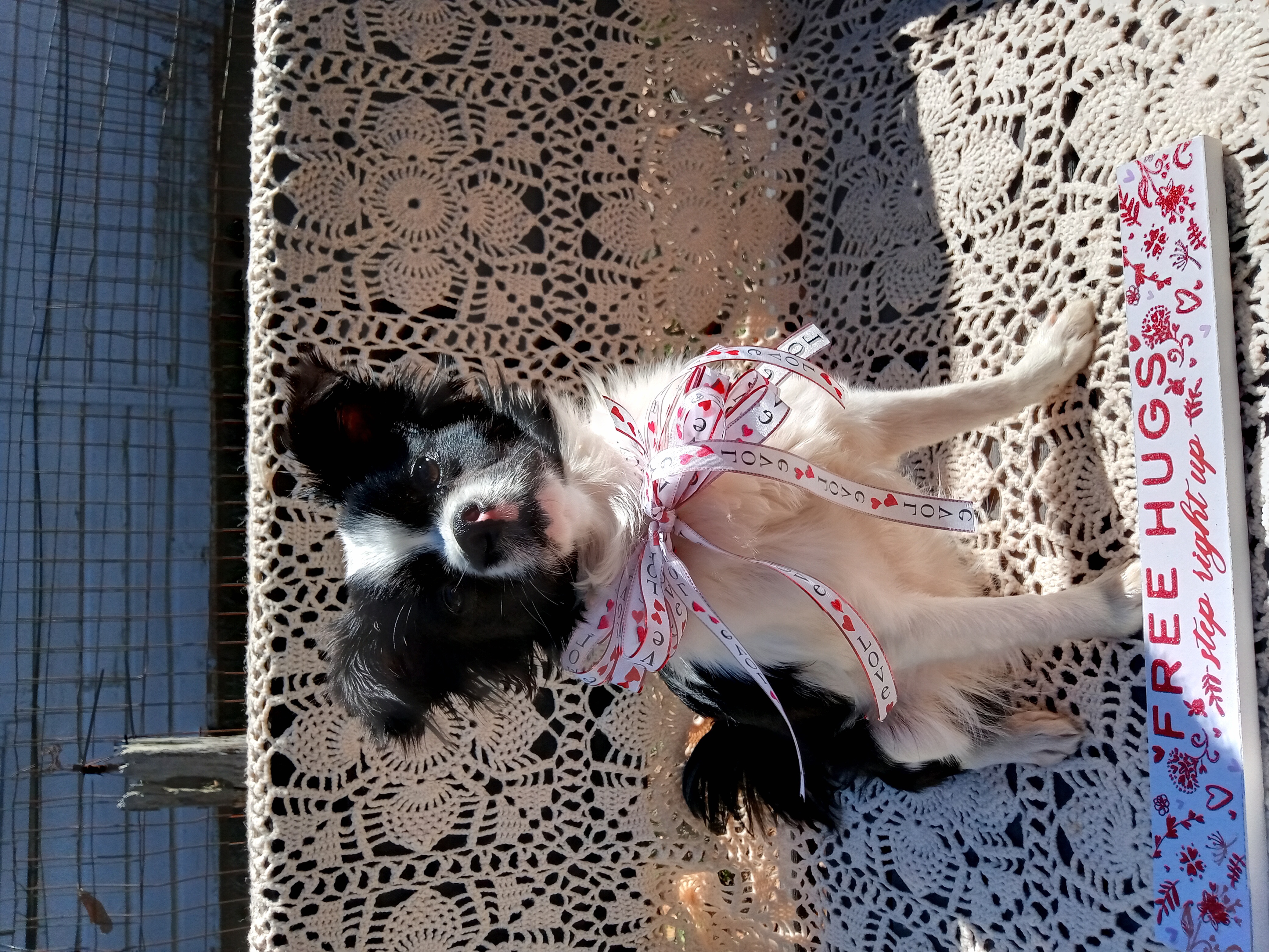 Lacey, Adopted, Young Female Japanese Chin.