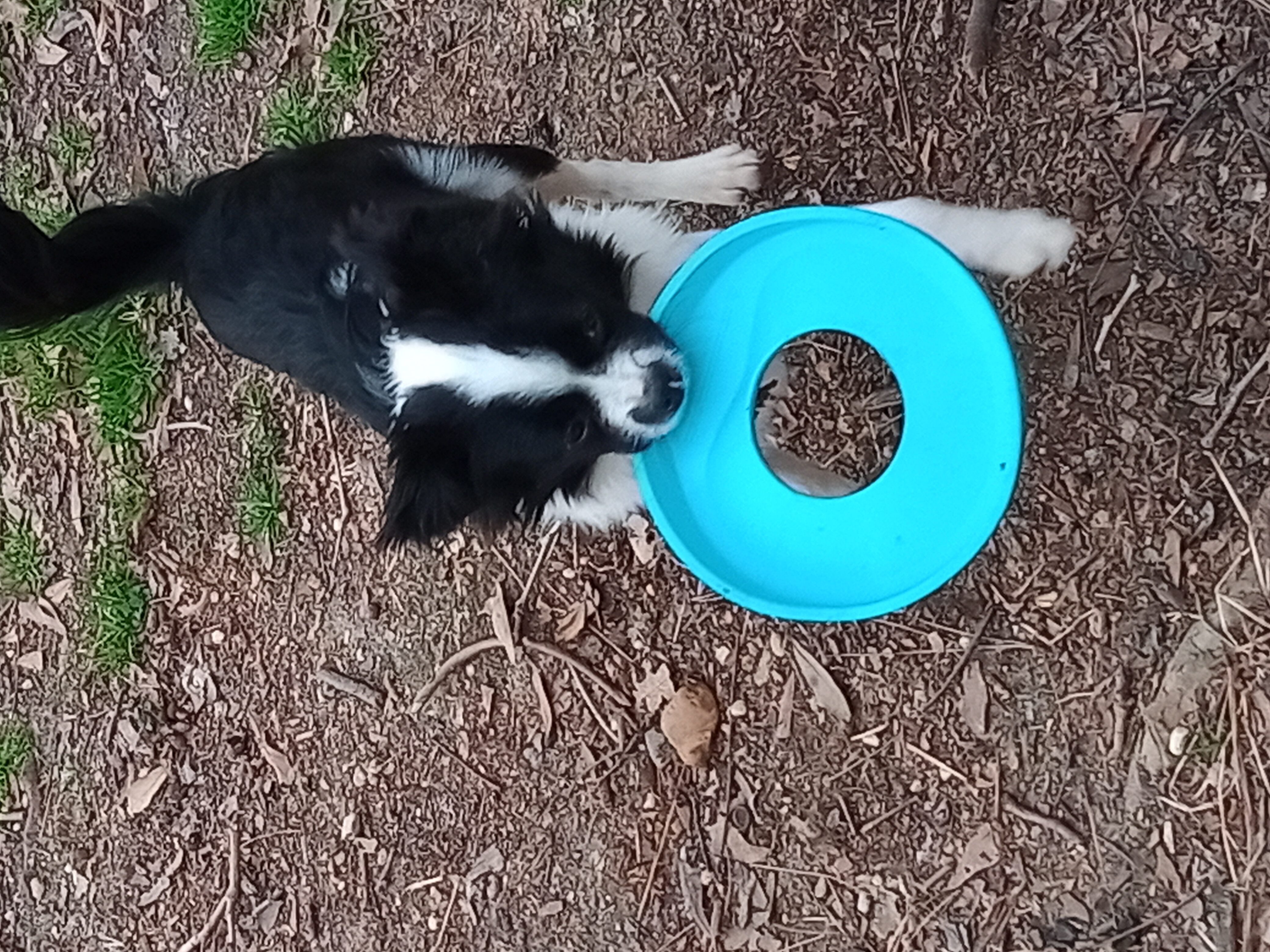 Lacey, a Adopted Japanese Chin in Memphis, TN image 2/6
