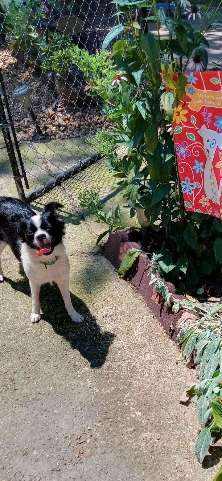 Lacey, a Adopted Japanese Chin in Memphis, TN image 3/6