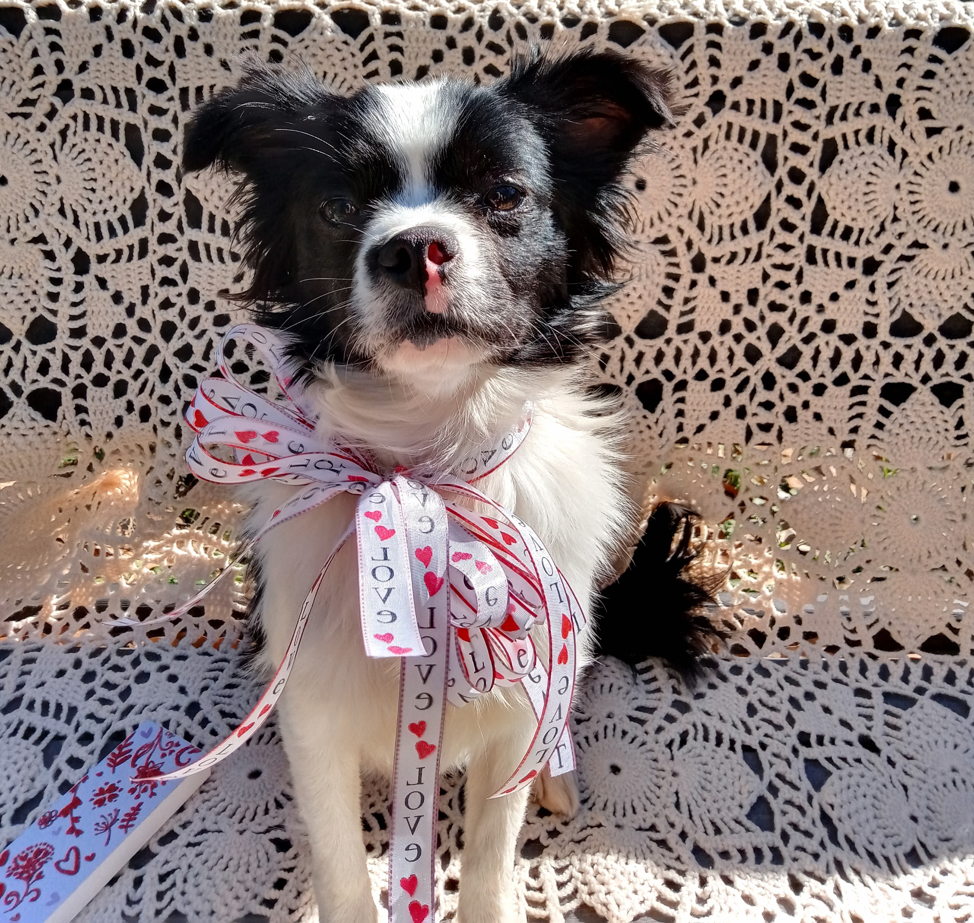 Lacey, a Adopted Japanese Chin in Memphis, TN image 4/6