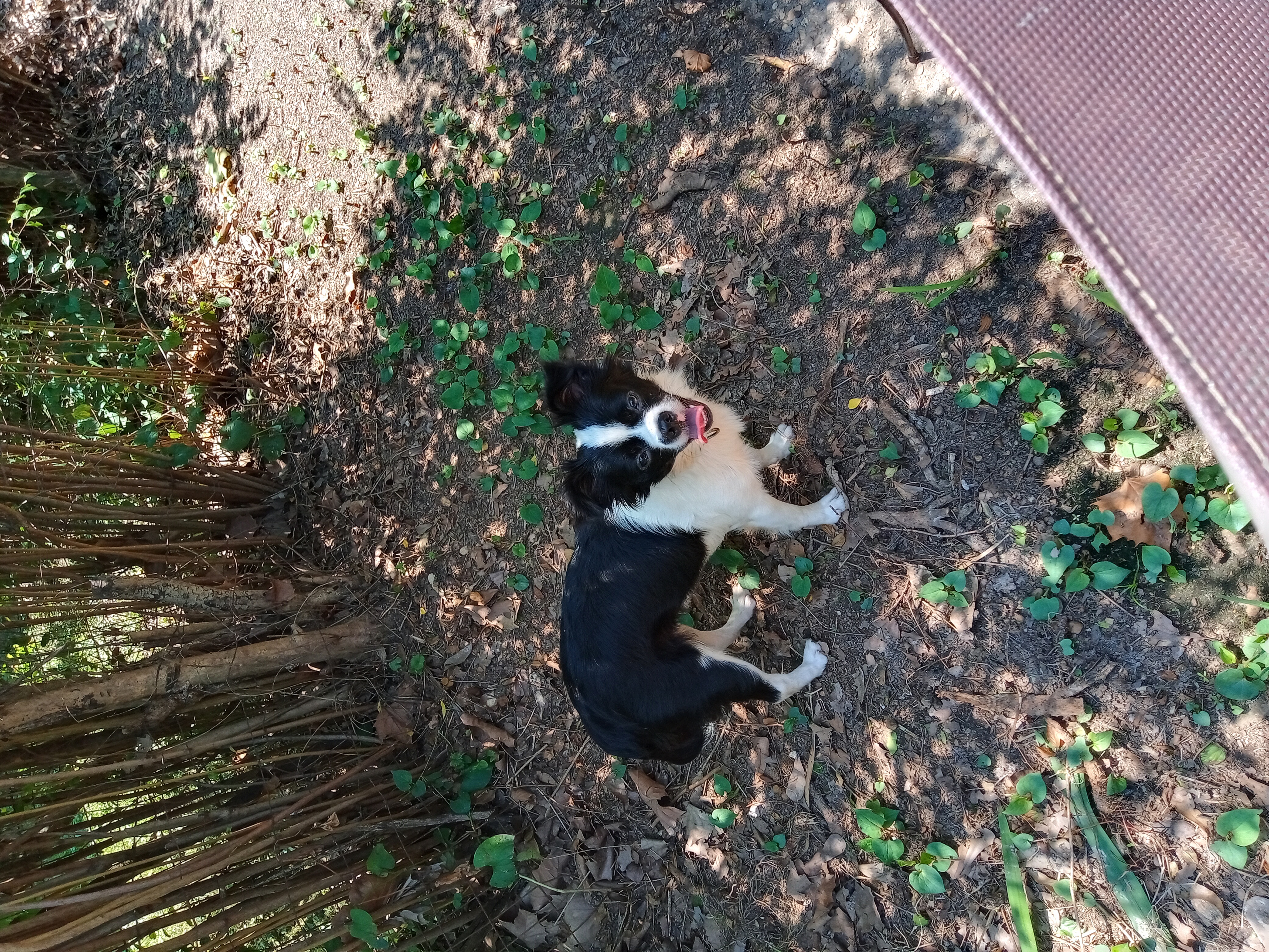 Lacey, a Adopted Japanese Chin in Memphis, TN image 5/6