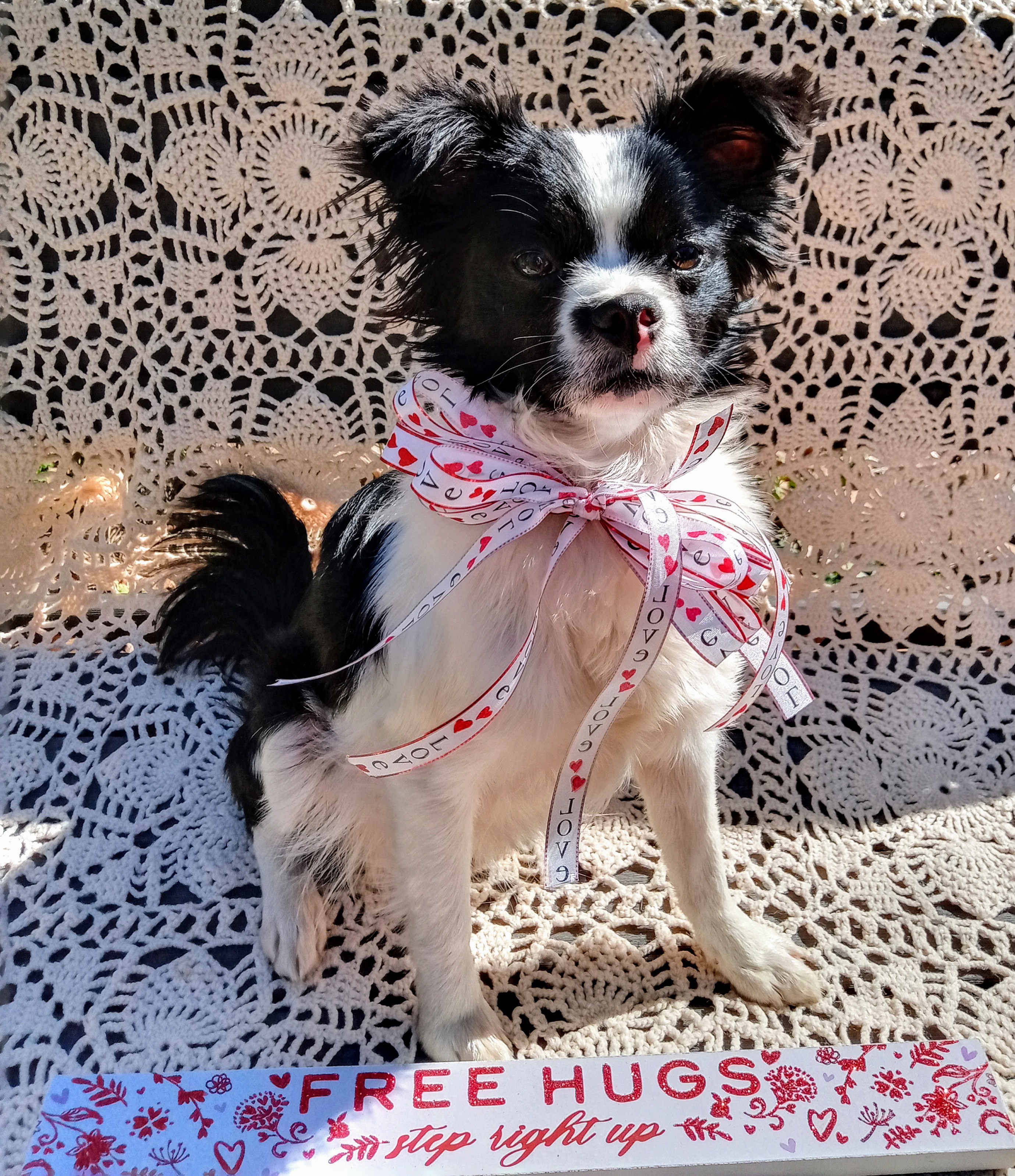 Lacey, a Adopted Japanese Chin in Memphis, TN image 6/6