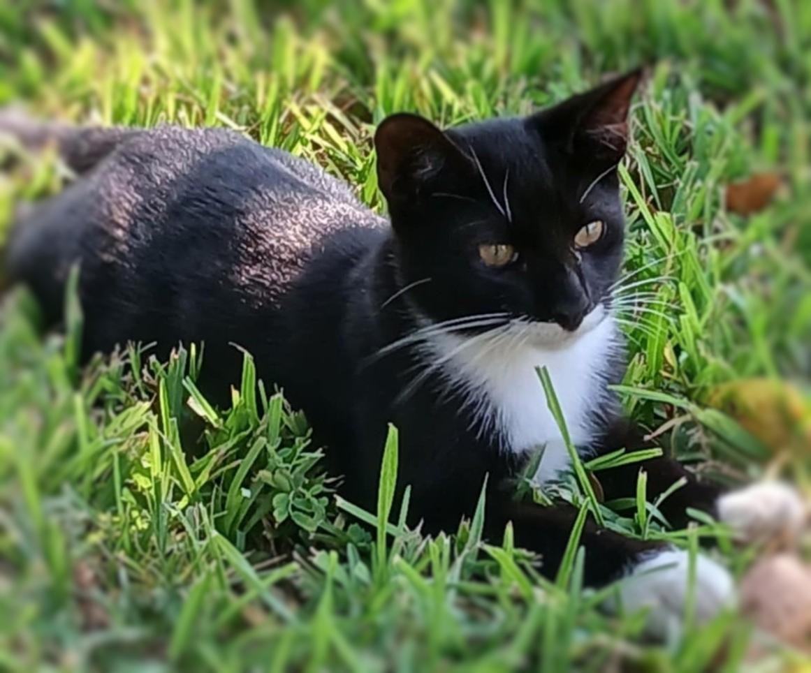 Socks, a Adoptable Domestic Short Hair in Ocean Springs, MS image 1/4