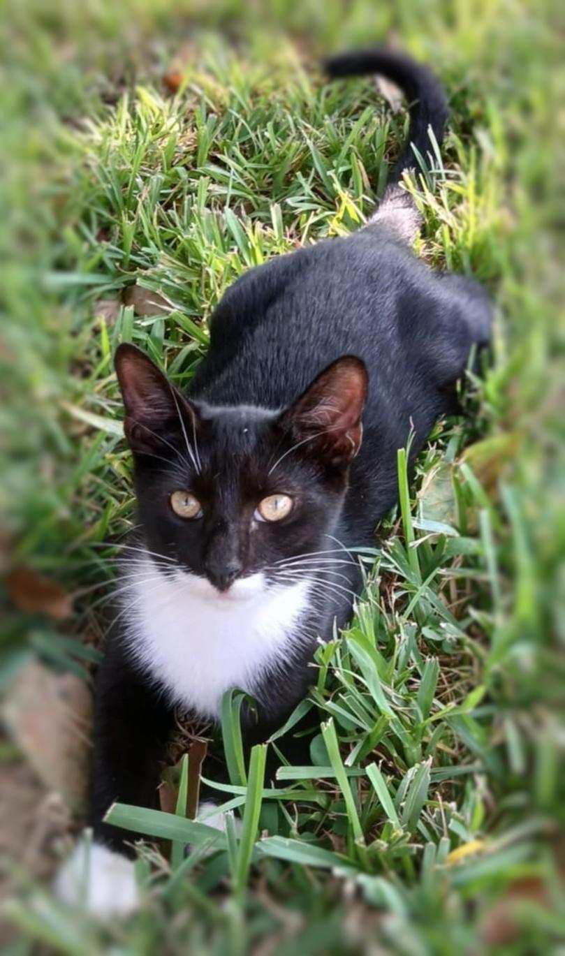 Socks, a Adoptable Domestic Short Hair in Ocean Springs, MS image 2/4