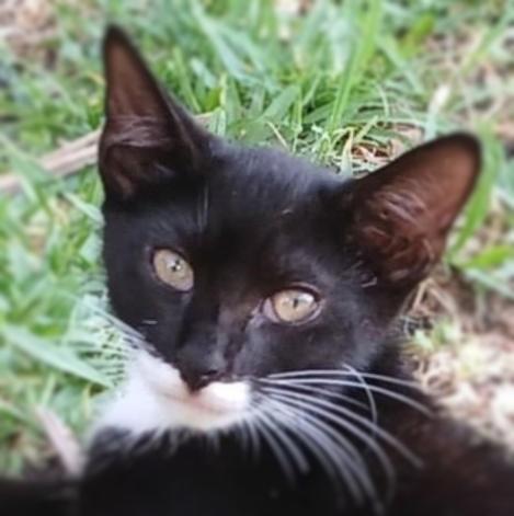 Socks, a Adoptable Domestic Short Hair in Ocean Springs, MS image 3/4