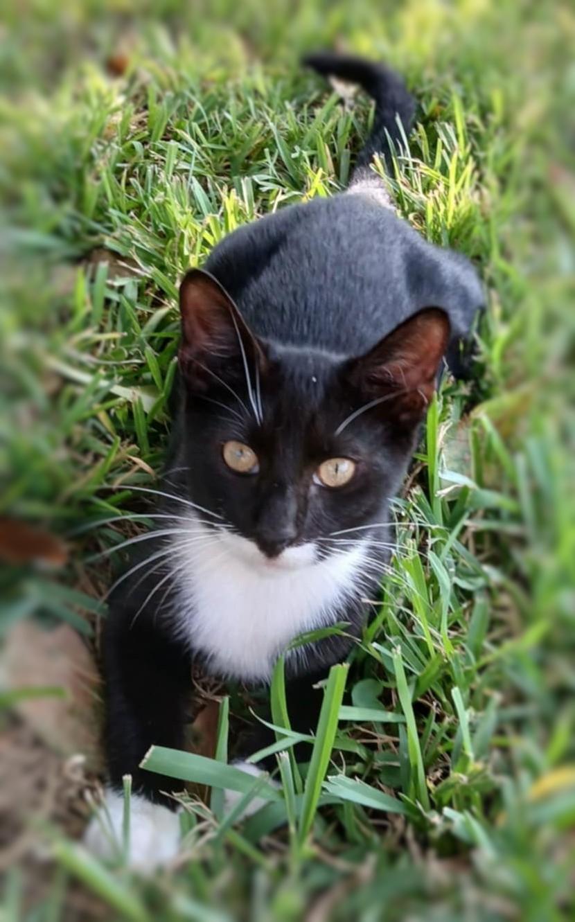 Socks, a Adoptable Domestic Short Hair in Ocean Springs, MS image 4/4