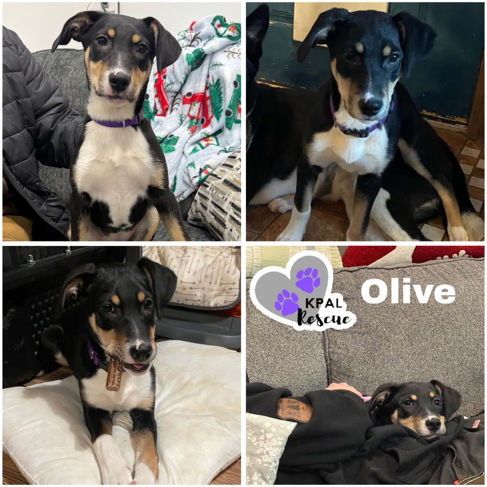 Olive, Adoptable, Puppy Female Mixed Breed & Mixed Breed.