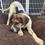 Blu, adopted, Puppy Male Hound.