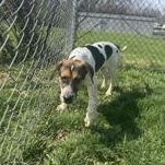 Enlarge Blu, an adopted Hound in Xenia , OH image 4/5