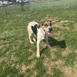 Enlarge Blu, an adopted Hound in Xenia , OH image 3/5