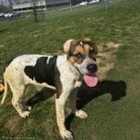 Enlarge Blu, an adopted Hound in Xenia , OH image 2/5