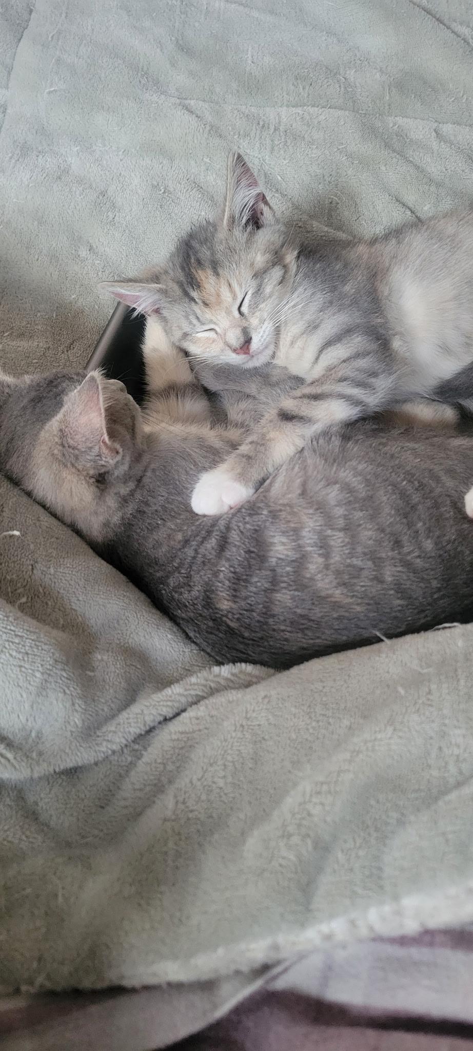 Ophelia, a Adoptable mixed breed in Succasunna, NJ image 1/5