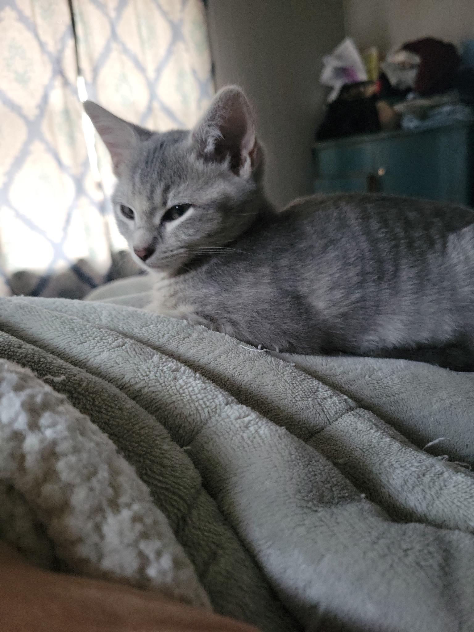 Ophelia, a Adoptable mixed breed in Succasunna, NJ image 4/5