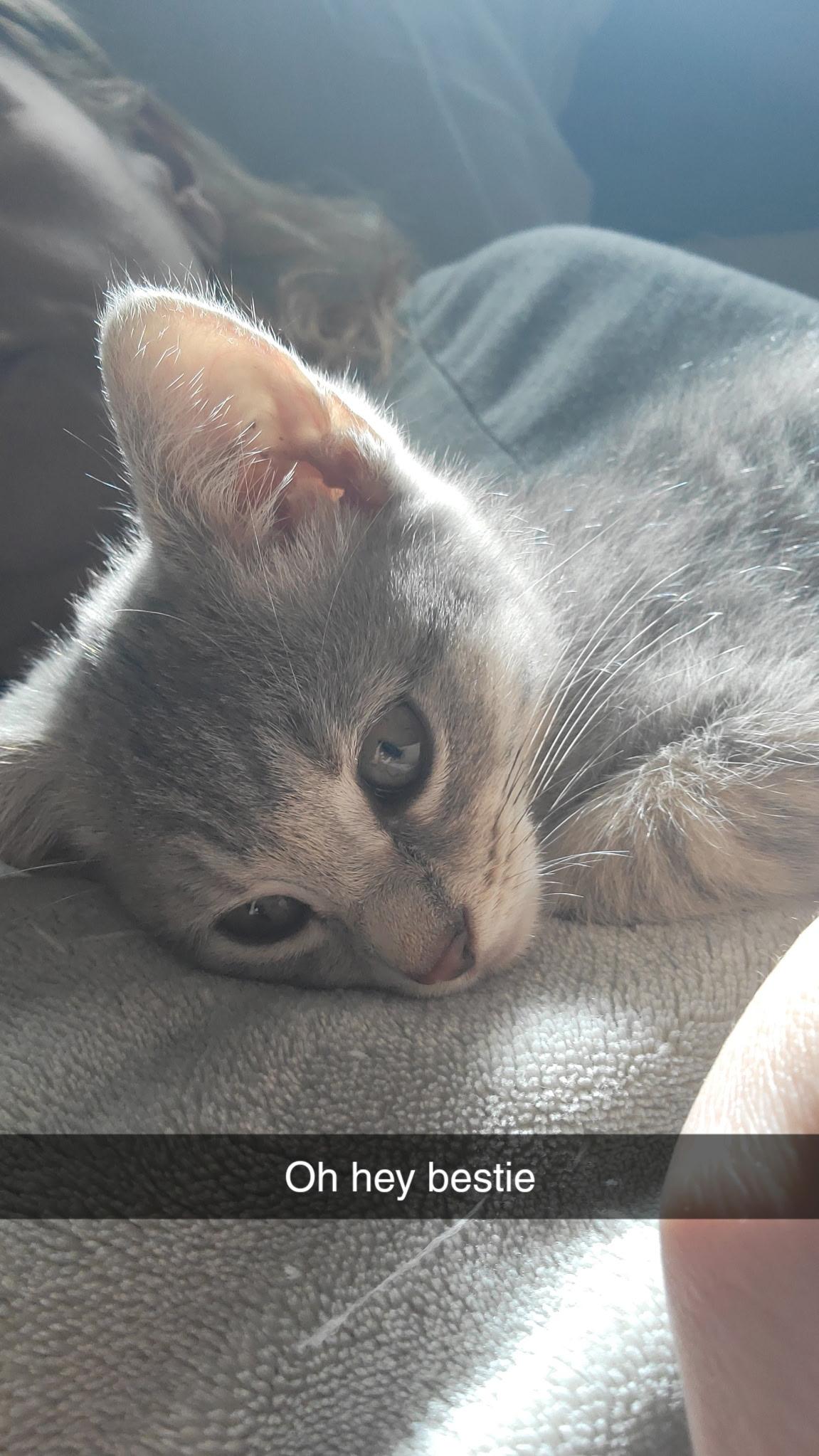 Ophelia, a Adoptable mixed breed in Succasunna, NJ image 5/5