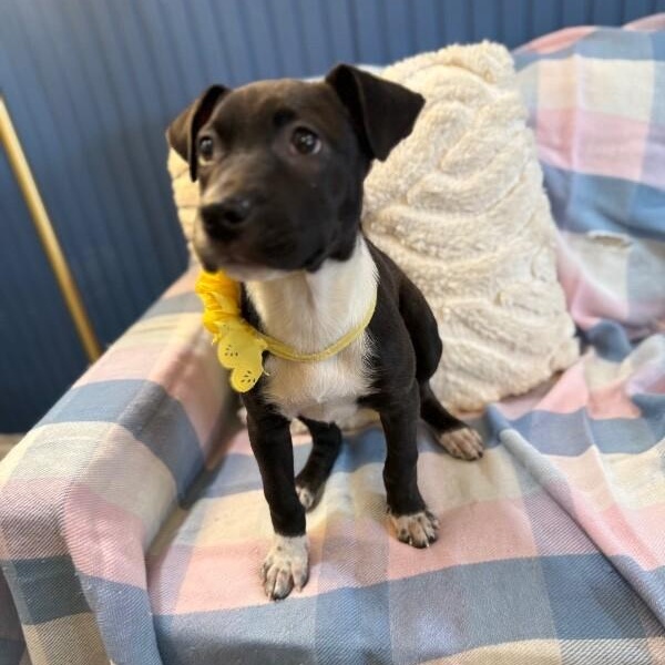 Graham Cracker — thumbnail 2