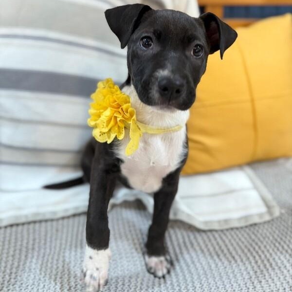 Graham Cracker — thumbnail 4