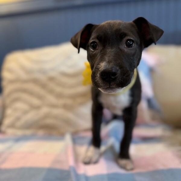 Graham Cracker — thumbnail 5