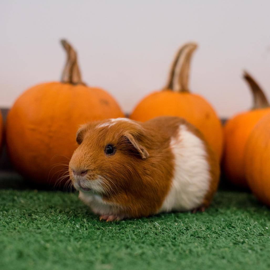 Leo, Adoptable, Adult Male Guinea Pig.