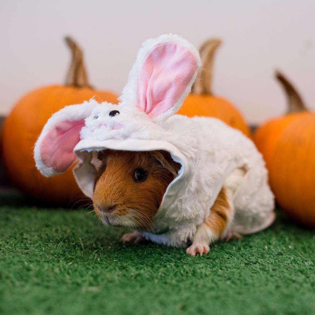 Leo, Adoptable, Adult Male Guinea Pig.
