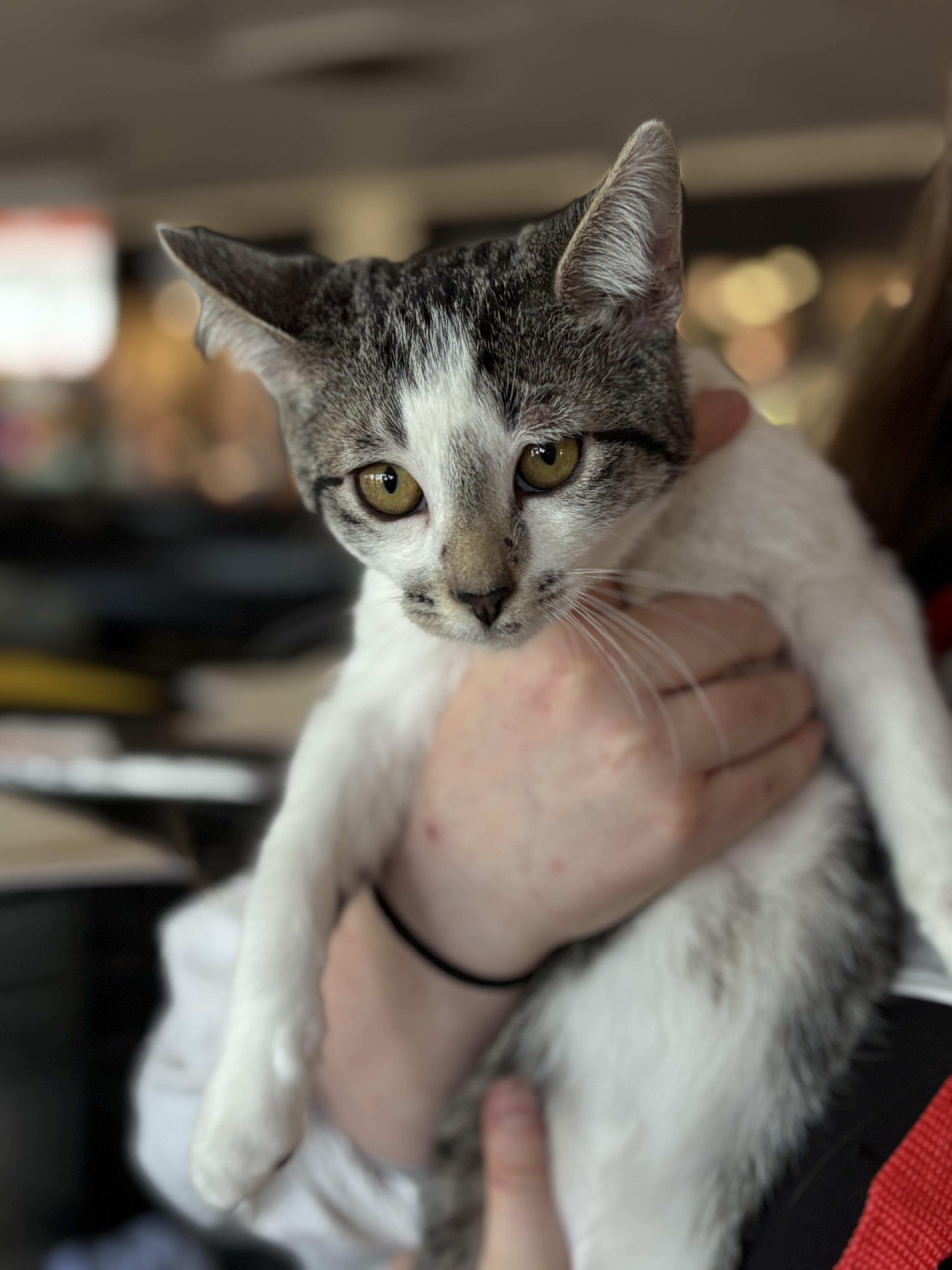 Vinny, Adoptable, Kitten Male Domestic Short Hair.