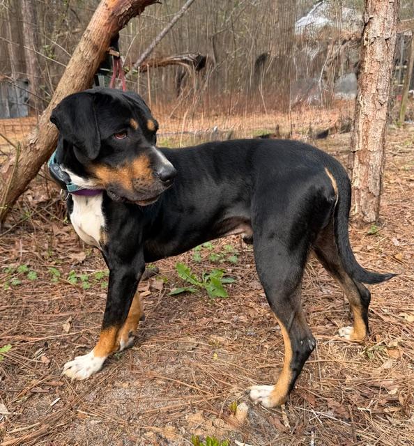 Enlarge Waldon (Wonderful Family Companion), a ADOPTABLE mixed breed in Newfoundland, PA image 5/6