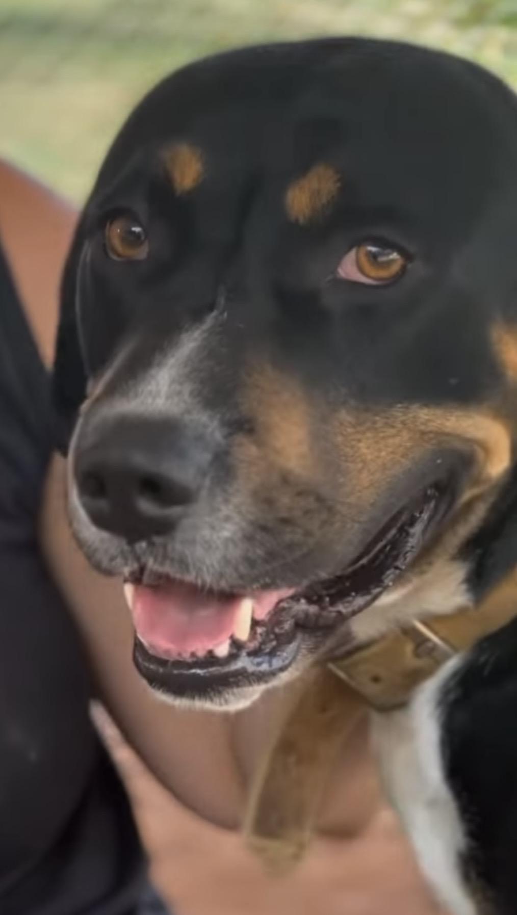 Enlarge Waldon (Wonderful Family Companion), a ADOPTABLE mixed breed in Newfoundland, PA image 4/6