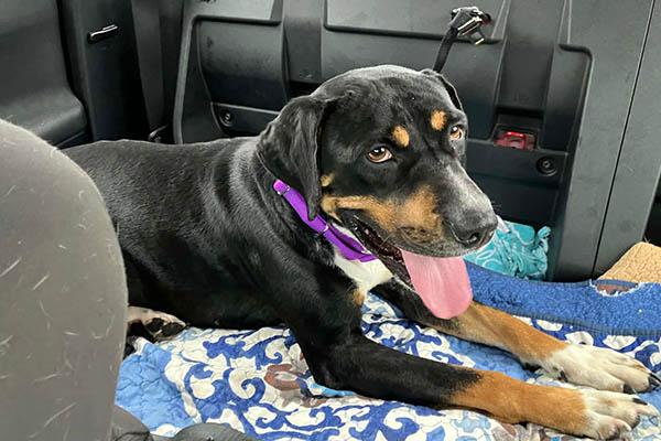 Enlarge Waldon (Wonderful Family Companion), a ADOPTABLE mixed breed in Newfoundland, PA image 6/6