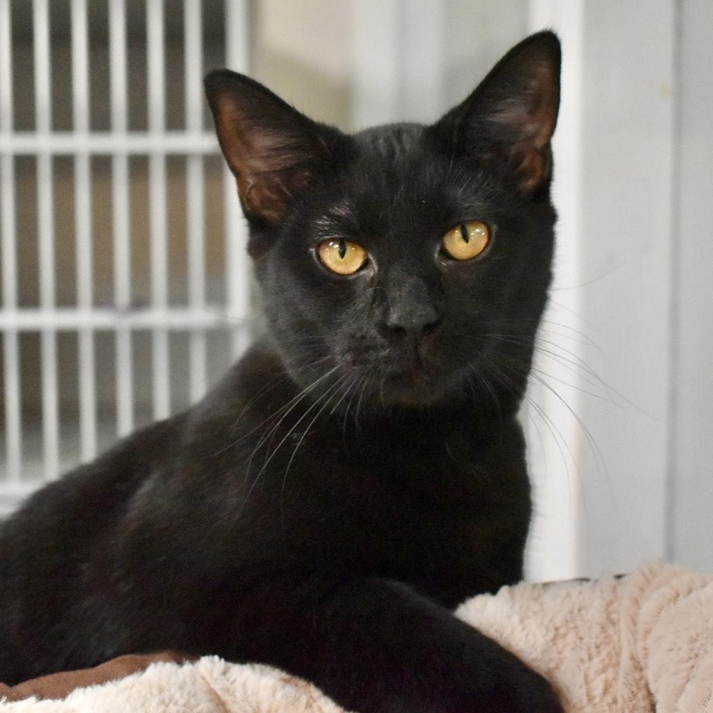 Kanga, Adoptable, Kitten Female Domestic Short Hair.