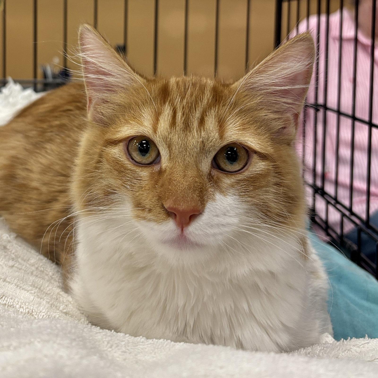 Ringo, Adopted, Young Male Domestic Medium Hair.