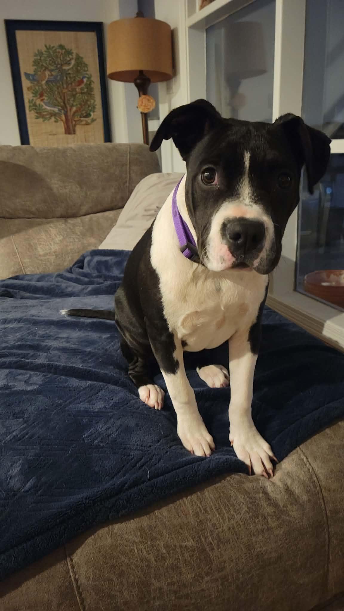 Mercedes, ADOPTABLE, Puppy Female Pit Bull Terrier.