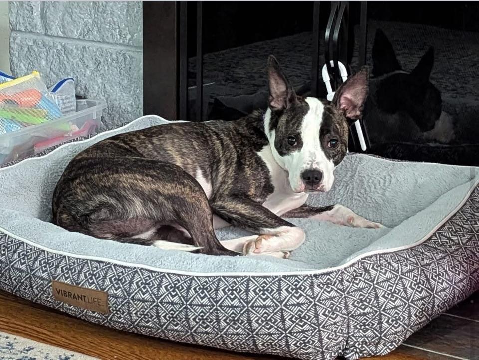 Athena, Adoptable, Young Female Terrier.