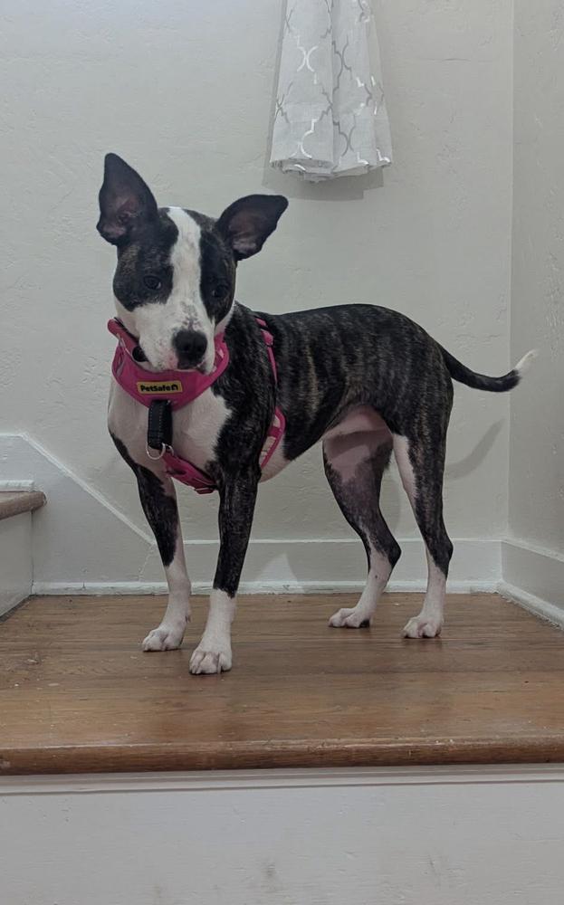 Enlarge Athena, a Adoptable mixed breed in Irwin, PA image 2/6