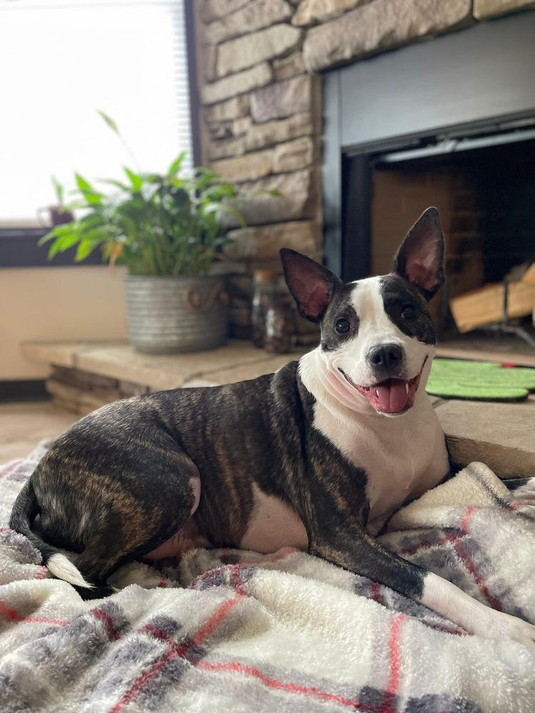 Enlarge Athena, a Adoptable mixed breed in Irwin, PA image 3/6