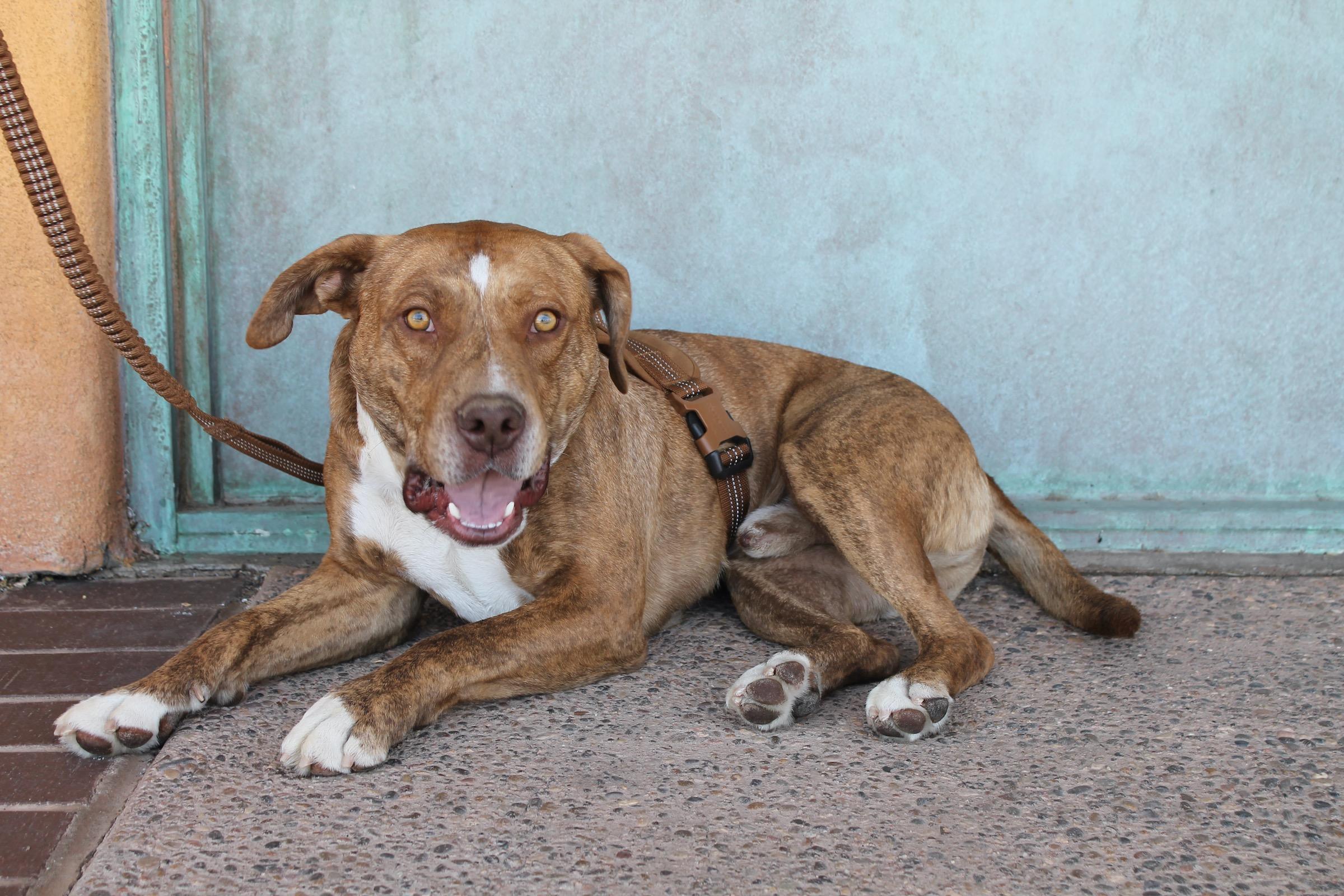 Enlarge Remi, a ADOPTABLE mixed breed in Albuquerque, NM image 5/6