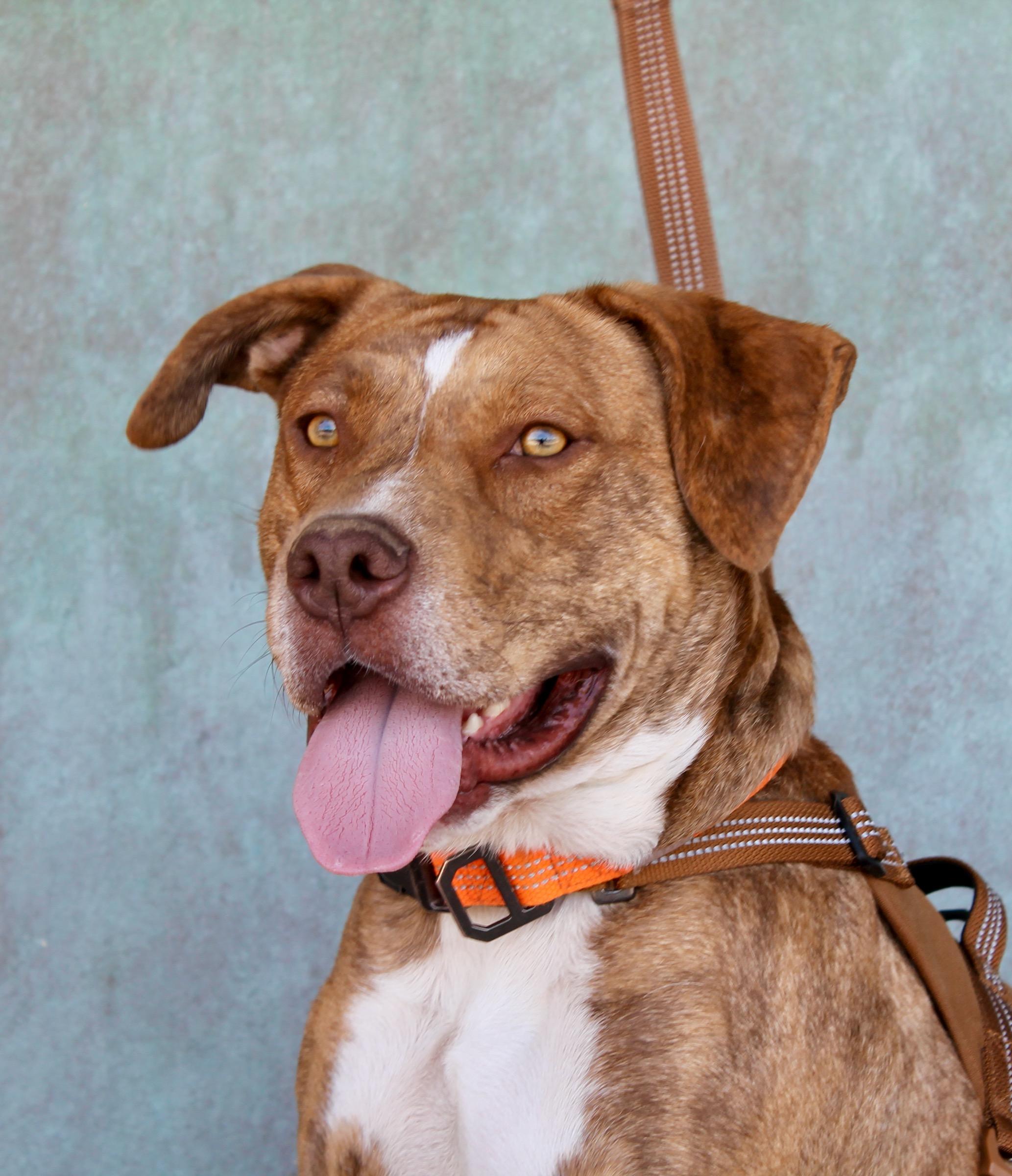 Remi, ADOPTABLE, Young Male American Staffordshire Terrier.