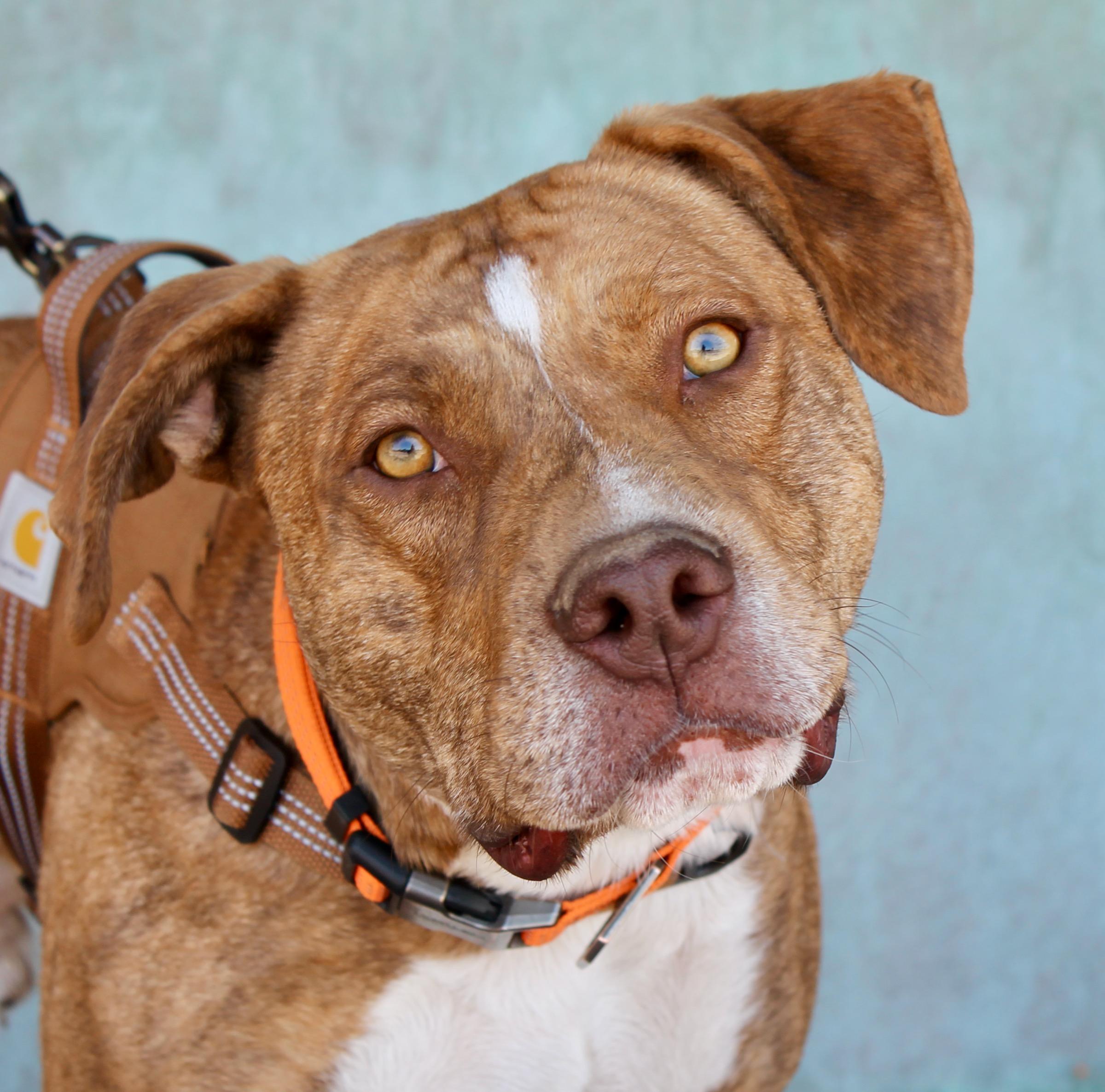 Enlarge Remi, a ADOPTABLE mixed breed in Albuquerque, NM image 3/6