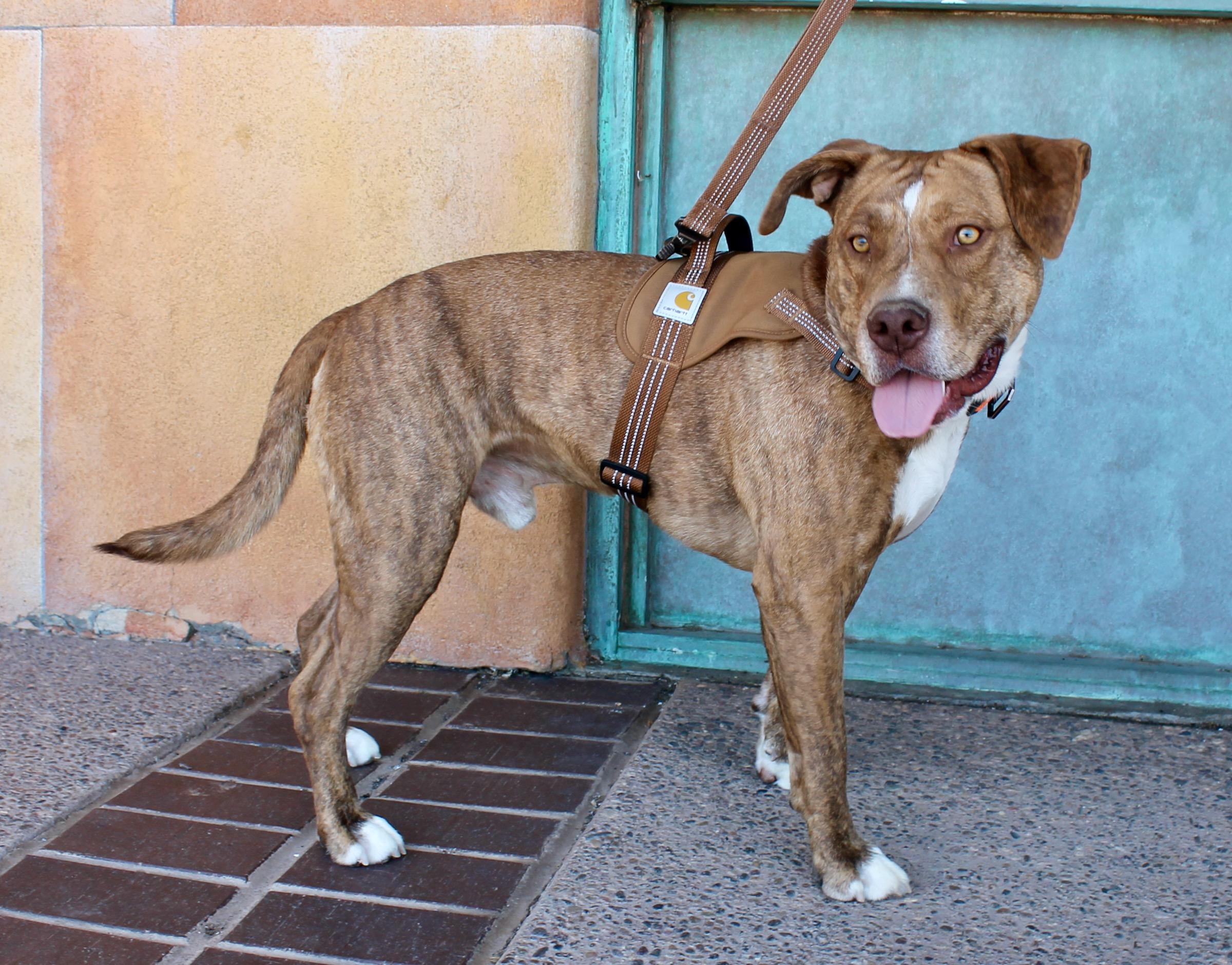 Enlarge Remi, a ADOPTABLE mixed breed in Albuquerque, NM image 6/6