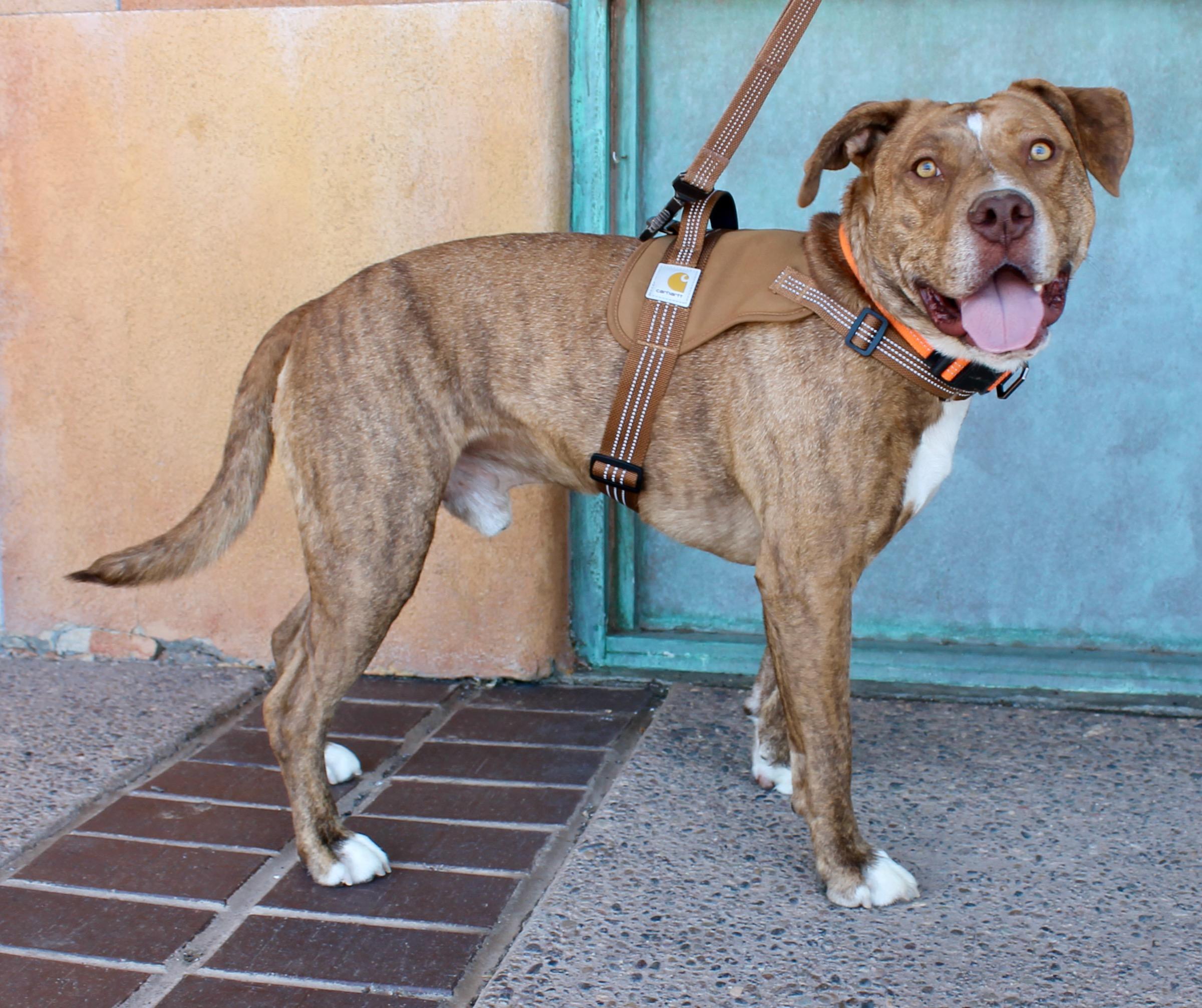 Enlarge Remi, a ADOPTABLE mixed breed in Albuquerque, NM image 2/6
