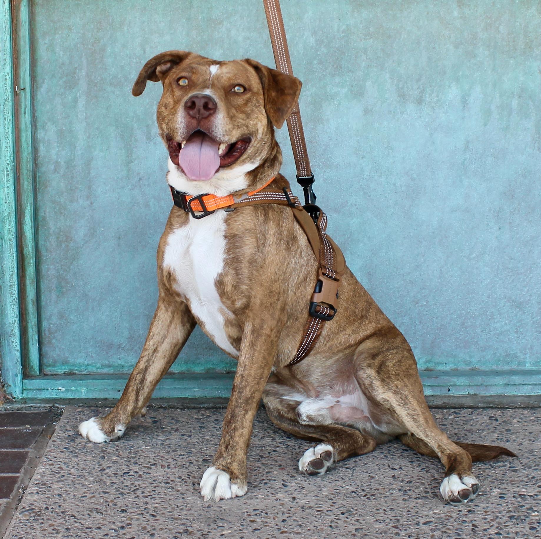 Enlarge Remi, a ADOPTABLE mixed breed in Albuquerque, NM image 4/6