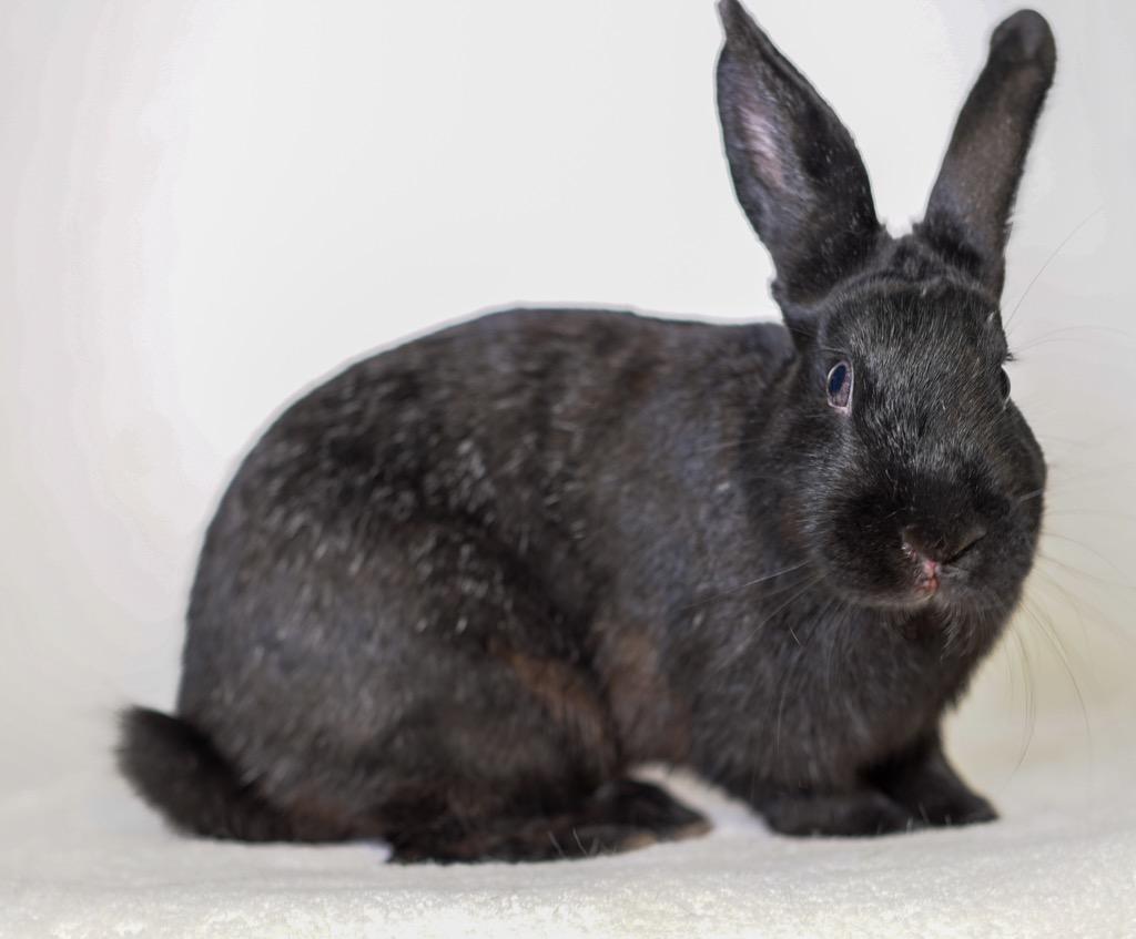 Tammie Brown, Adoptable, Adult Female Havana.