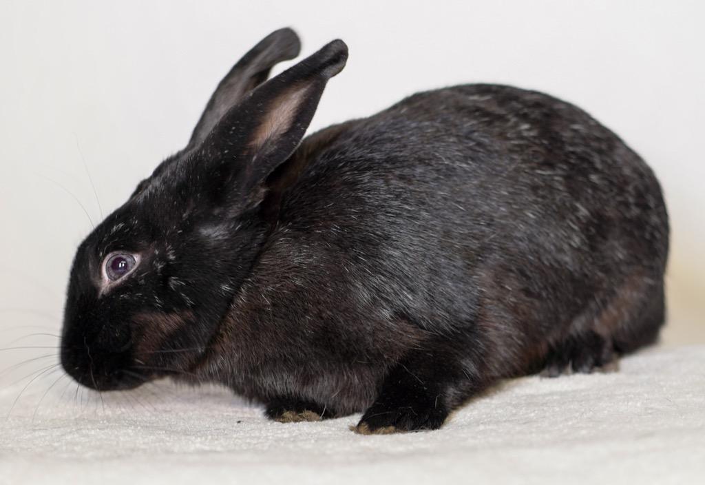 Enlarge Tammie Brown, a Adoptable Havana in San Francisco, CA image 2/5