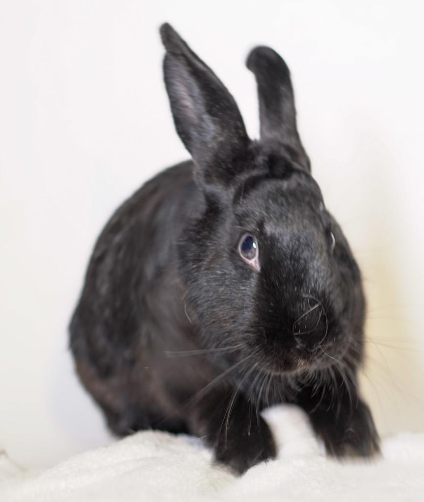 Enlarge Tammie Brown, a Adoptable Havana in San Francisco, CA image 3/5