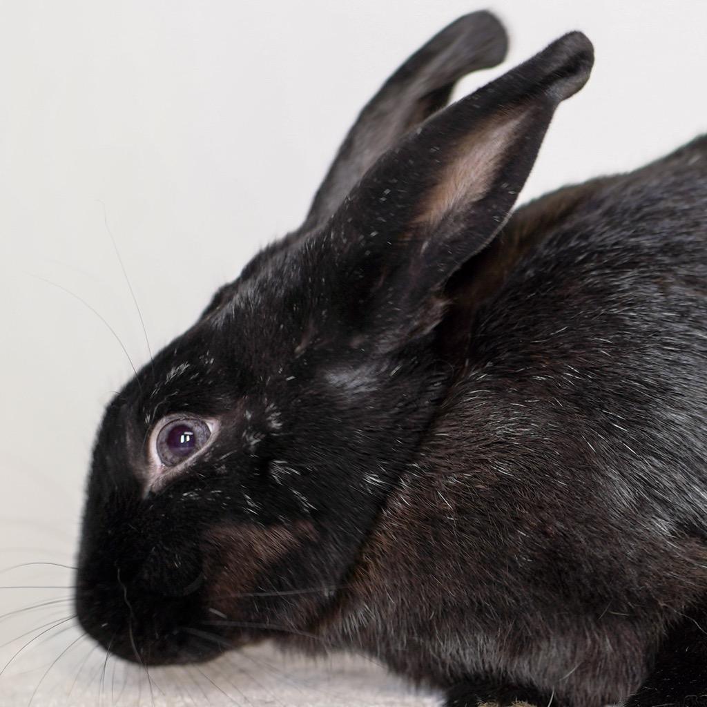 Enlarge Tammie Brown, a Adoptable Havana in San Francisco, CA image 1/6