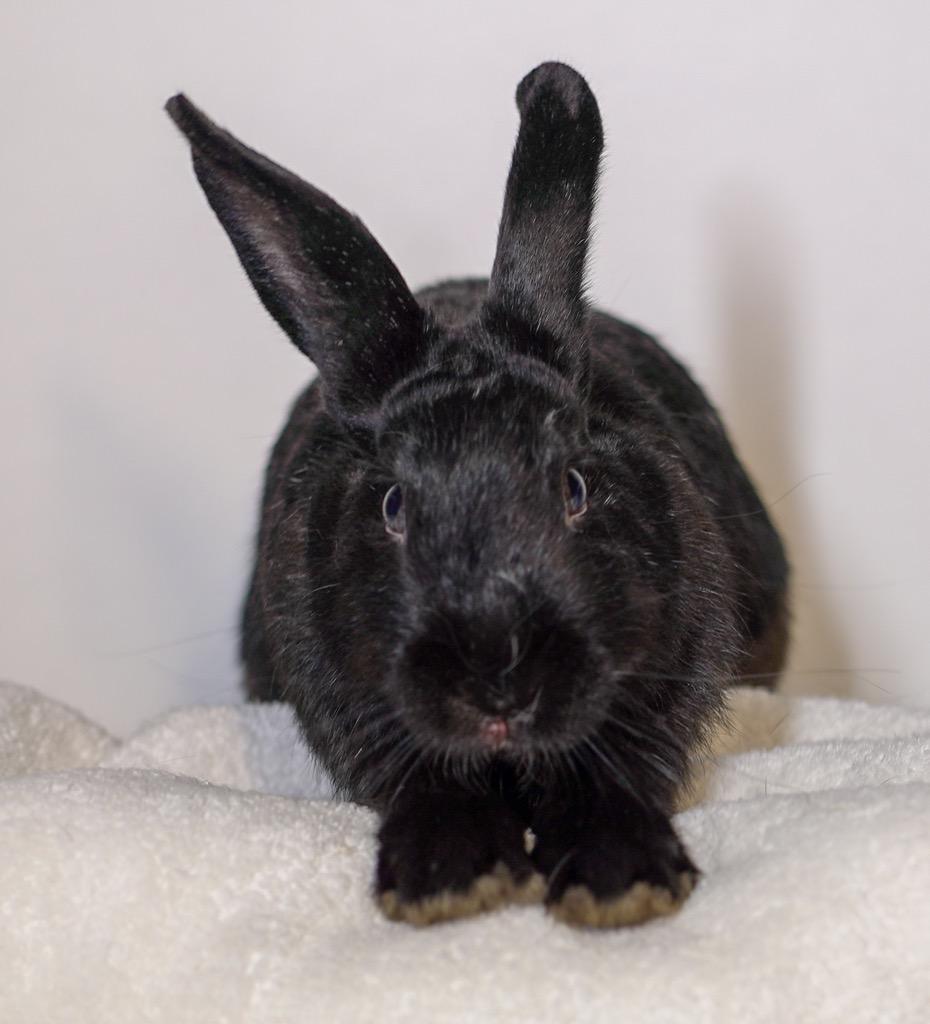 Enlarge Tammie Brown, a Adoptable Havana in San Francisco, CA image 4/5