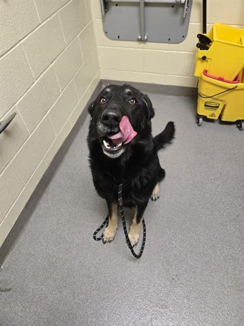 Enlarge KAPPA, a Adoptable German Shepherd Dog in Denver, CO image 1/1