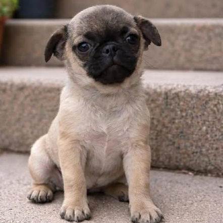 Enlarge Lemon, an adopted mixed breed in Salem, VA image 5/5