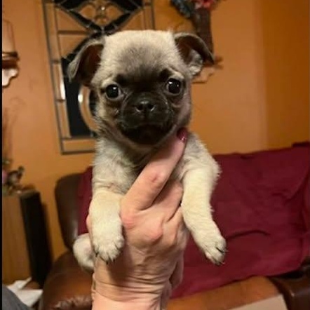 Enlarge Lemon, an adopted mixed breed in Salem, VA image 4/5