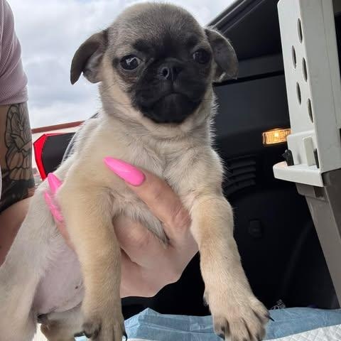 Enlarge Lemon, an adopted mixed breed in Salem, VA image 3/5