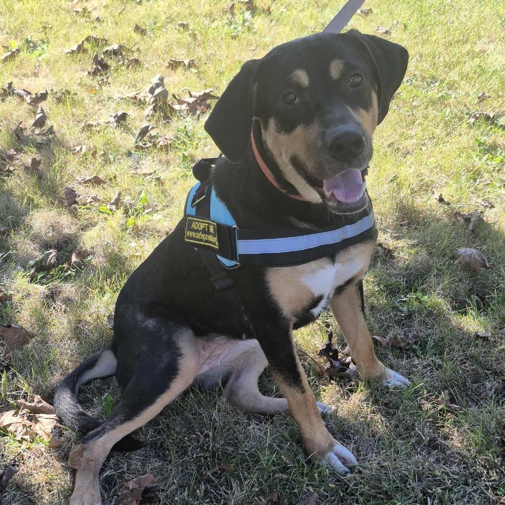 Enlarge Sheba, a Adoptable mixed breed in Boone, IA image 1/6