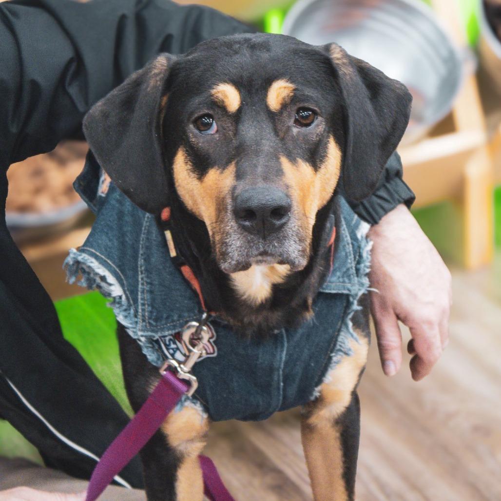 Enlarge Sheba, a Adoptable mixed breed in Boone, IA image 2/6